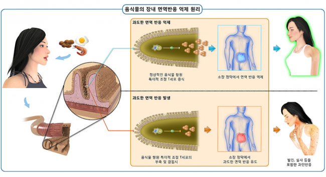 음식물의 장내 면역반응 억제 원리 모식도. IBS 면역 미생물 공생 연구단은 몸속에 늘 존재하는 미생물 집단인 상재미생물총과 면역계의 상호작용을 주 연구대상으로 한다. - IBS 제공